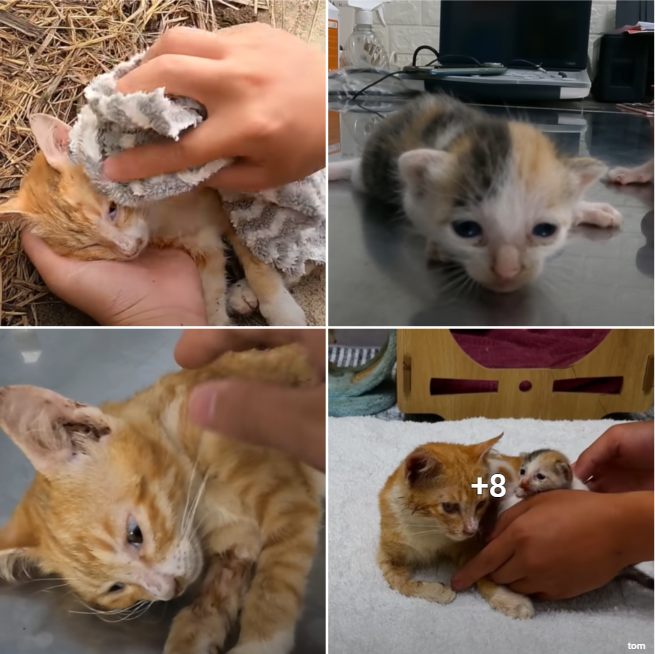 The Amazing Rescue: A Kitten’s Desperate Call for Assistance