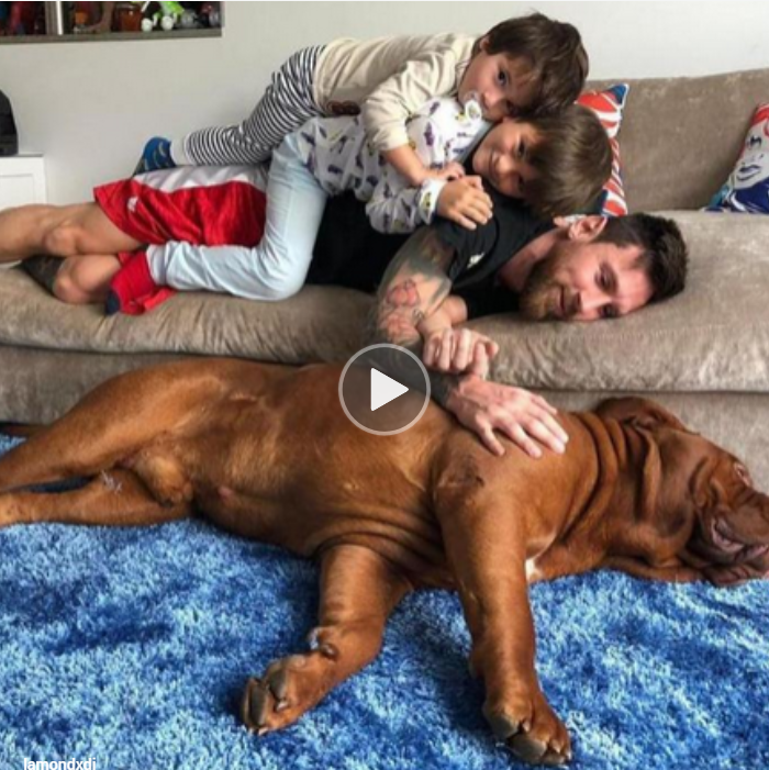“Capturing a Memorable Moment: Lionel Messi’s Beloved Dog Brings Joy to His Family as They Celebrate (WATCH)”