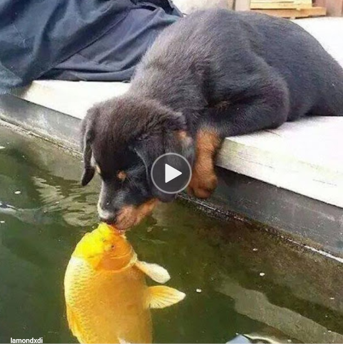 The Heartwarming Moment When a Dog Plants a Kiss on His Fish Pal That Will Melt Your Heart