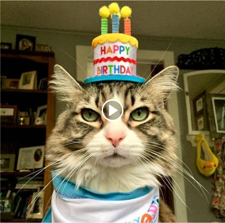 “Celebrating Cold Cat’s Birthday: Embracing the Enigmatic and Gentle Mystery”