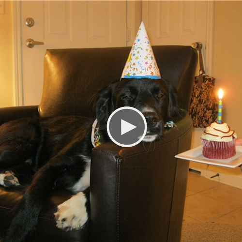 Celebrating Thirteen Years of Furry Fun: An Adorable Pup’s Antics Await