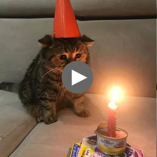 Feline Fun: Make Your Own Birthday Cat Memes