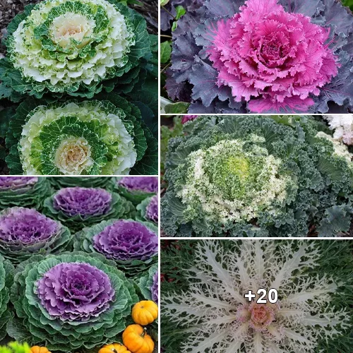 Gorgeous Garden Treasures: Exploring 16 Trendy Types of Decorative Cabbage.